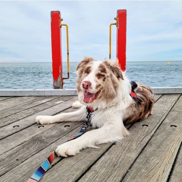 Another pawfect day in paradise! πΎπ dogsofinverloch π© DM us your Invy dog pics!π· silent.henry