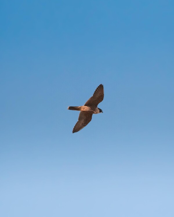 Inverloch is home to a stunning array of native flora and fauna, including beautiful birdlife which soar high above the Bunurong coastline! πWhich native bird species have you spotted in Inverloch? π¦
Discover more about Inverloch's native flora and fauna at the Bunurong Environment Centre ππΌππΌ
www.destinationinverloch.com.au/Bunurong-Environment-Centre
InverlochNature BunurongBeauty